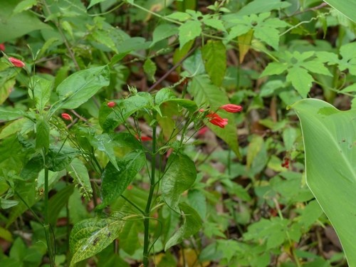 Ruellia brevifolia image