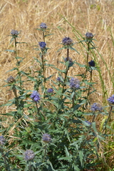 Carthamus caeruleus