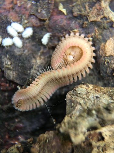 Feather Millipede (Brachycybe lecontii)