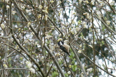 Periparus ater