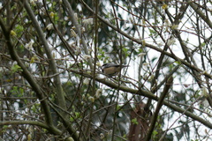 Periparus ater