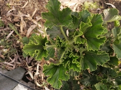 Pelargonium