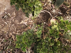 Pelargonium