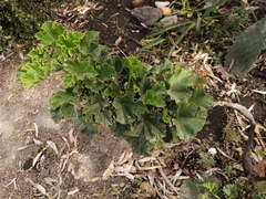 Pelargonium