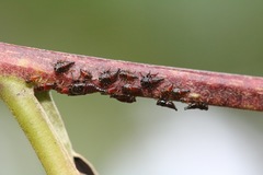 Ramedia