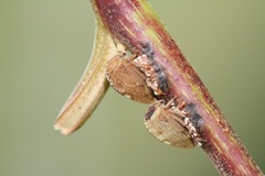 Ramedia