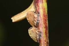 Ramedia