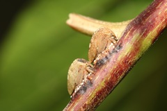 Ramedia