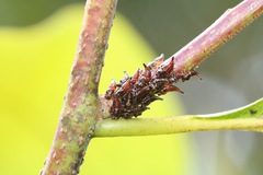 Ramedia