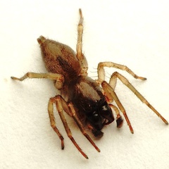 Porrhoclubiona leucaspis