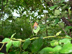 Probergrothius scutellaris