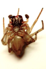 Porrhoclubiona leucaspis