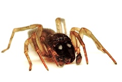Porrhoclubiona leucaspis