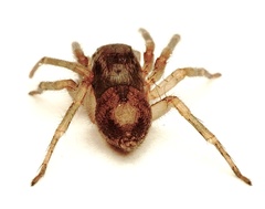 Porrhoclubiona leucaspis