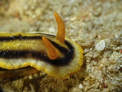 Chromodoris joshi