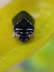 Penthimia nitens