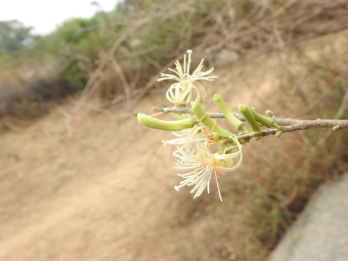 Image of Alangium salviifolium by (c) Hopeland, some rights reserved (CC BY)