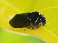 Penthimia nitens