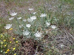 Daucus muricatus