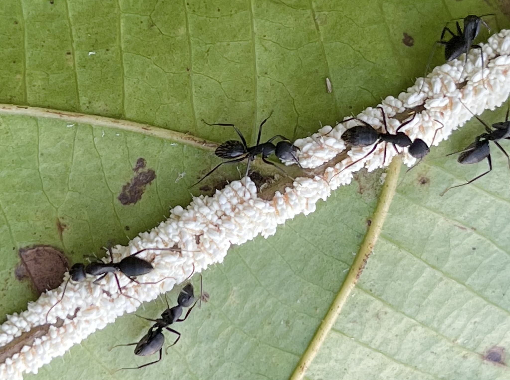 Camponotus acvapimensis