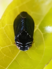 Penthimia nitens