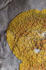 Variospora flavescens