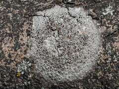Lecanora subrugosa