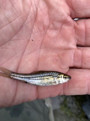 Enteromius bifrenatus