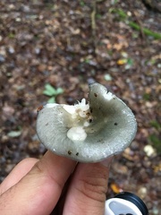 Russula redolens