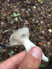 Russula redolens