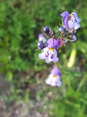 Linaria algarviana