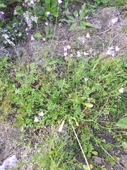 Linaria algarviana