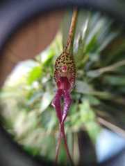 Masdevallia heteroptera