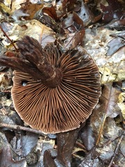 Cortinarius squamulosus