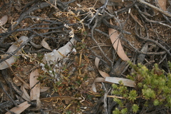 Mesembryanthemum paulum