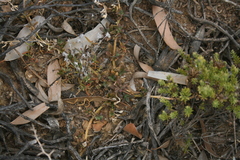 Mesembryanthemum paulum