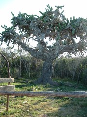 Dendrocereus nudiflorus