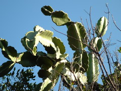 Dendrocereus nudiflorus