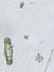Scenedesmus