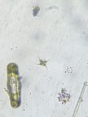 Scenedesmus