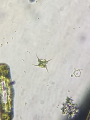 Scenedesmus