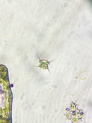 Scenedesmus
