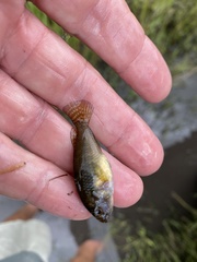 Pseudocrenilabrus philander