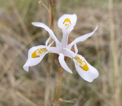 Moraea stricta