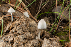 Coprinopsis nivea