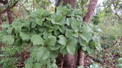 Tocoyena formosa