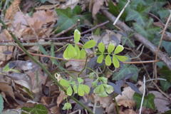 Hippocrepis emerus emerus