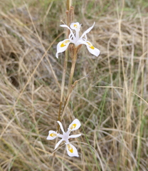 Moraea stricta