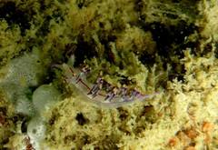 Coryphellina rubrolineata