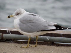 Larus delawarensis